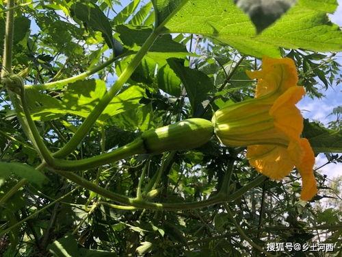 吃秋瓜寓意,秋季美食的丰收与美好寓意探寻”