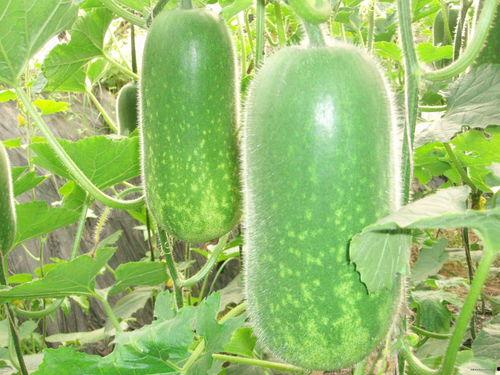 5.1吃瓜官方,揭秘年度最热话题背后的真相