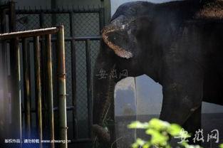 动物吃瓜种子图片,跟随动物探寻自然美味