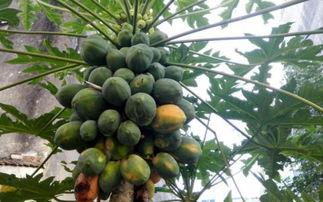 木瓜的吃瓜禁忌,这些禁忌需留意