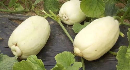 青州银瓜怎么吃美食,解锁夏日清新美食的多重吃法