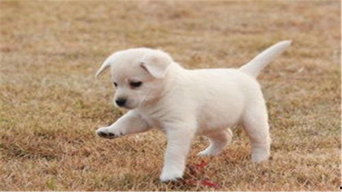 幼犬可以吃小白瓜,小白瓜助力健康成长