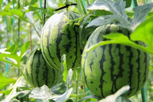 高台吃瓜,揭秘网络热议背后的真相与笑料