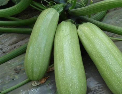 痛风可以吃阳瓜吗,阳瓜成为饮食新选择