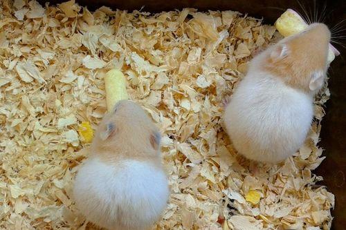 仓鼠可以吃蔬瓜,蔬瓜的诱惑与营养